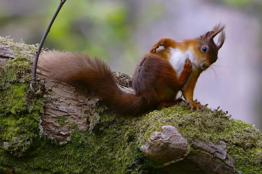 photography-winners-2025_overall-winner-2025 a red squirrel sitting on a moss covered log scratching itself