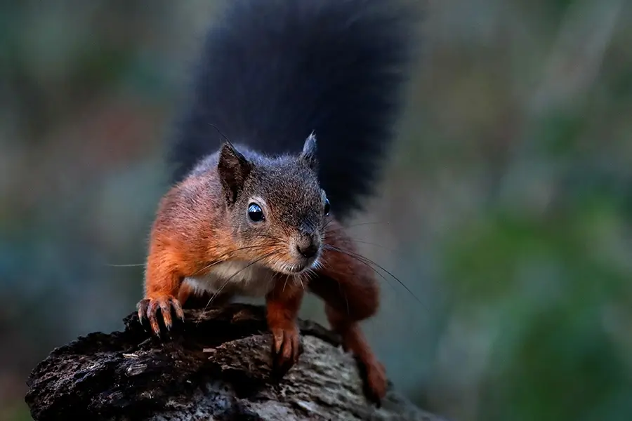 Red Squirrel standing on edge of tree stump