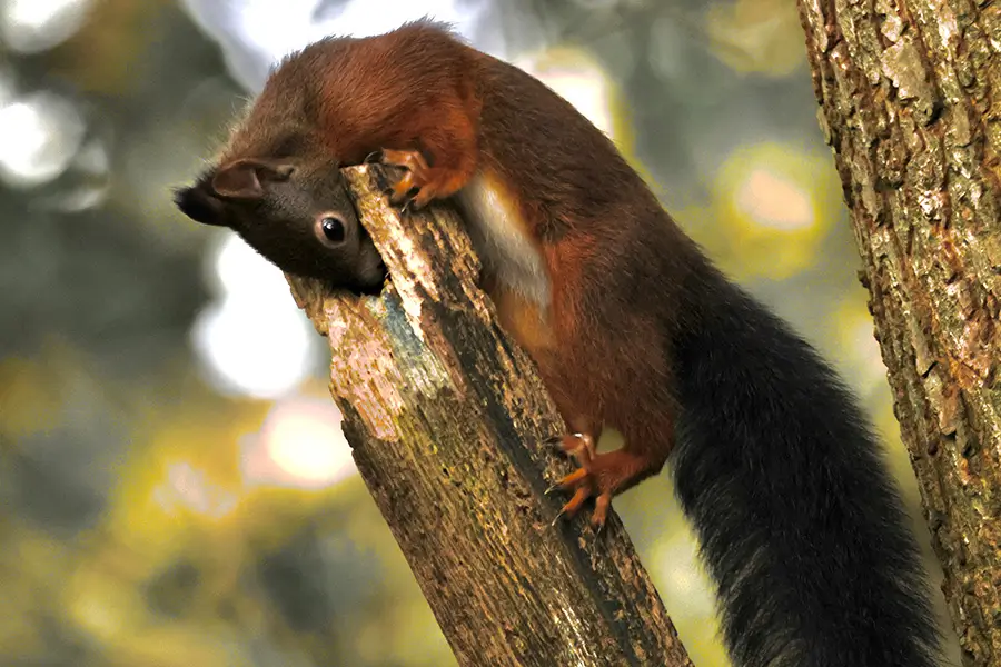 Red Squirrel standing on edge of tree stump