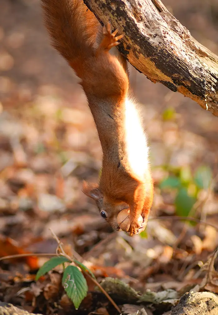 Red Squirrel standing on edge of tree stump