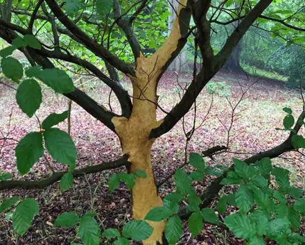c5eded31-920b-4a07-9ba5-d59dee79a63a damaged tree with stripped bark
