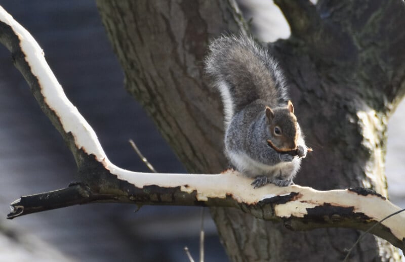 150-of-the-squirrel (1)
